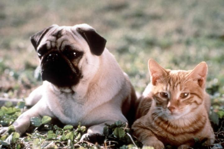 Persepsi tentang Anjing  dan  Kucing  dalam Film  Hollywood Vs  Persepsi tentang Anjing  dan  Kucing  dalam Film  Hollywood Vs