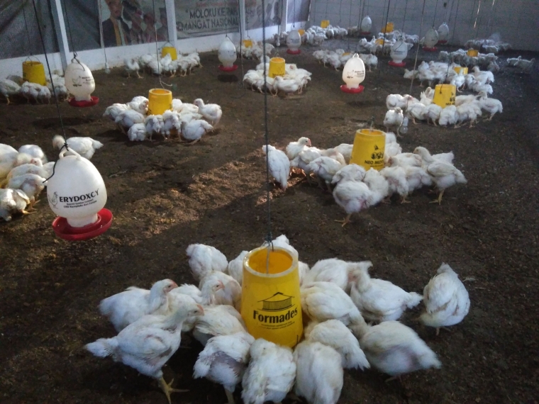 Accurate Software Jadikan Bisnis Peternakan Ayam Naik Kelas Halaman 1 Kompasiana Com