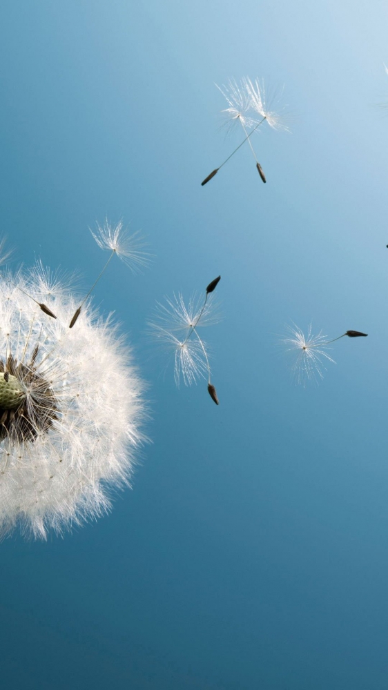 Angin Rinai Hujan Dandelion dan Firasatku Halaman 1 Angin Rinai Hujan Dandelion dan Firasatku Halaman 1