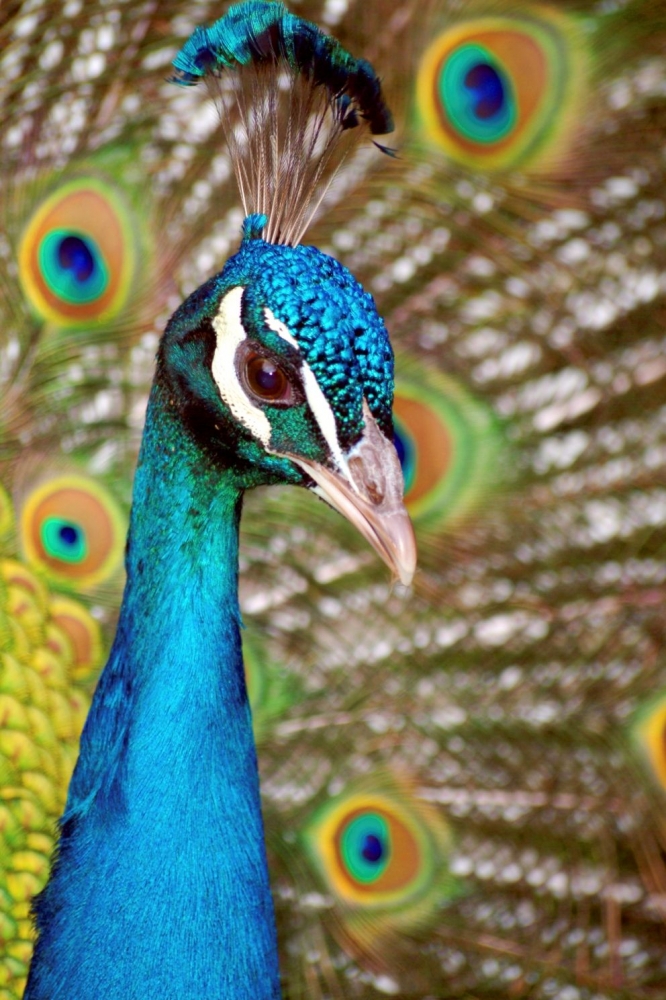 Burung Merak Burung dengan Ekor yang Indah Halaman all Burung Merak Burung dengan Ekor yang Indah Halaman all