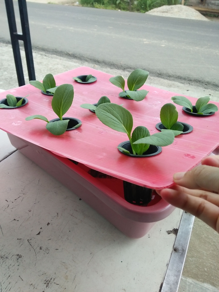 Bisnis iHidroponiki Punya Nilai Tambah iUniki Halaman all Bisnis iHidroponiki Punya Nilai Tambah iUniki Halaman all