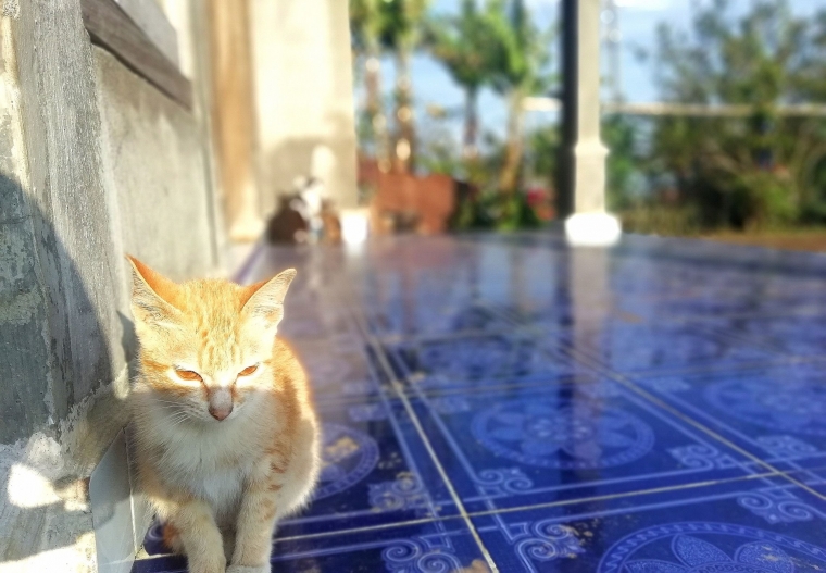 Kami Dan Kucing Kampung Sama Sama Makan Nasi Halaman 1 Kompasiana Com