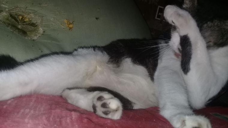 Kisah Sedih Kucing Bernama Curut Halaman All Kompasiana Com