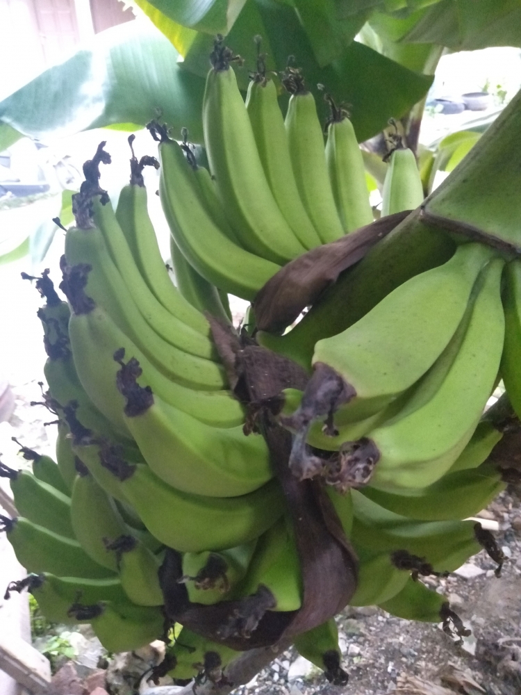 Pelajaran Hidup dari Pohon Pisang Halaman 1 Kompasiana com Pelajaran Hidup dari Pohon Pisang Halaman 1 Kompasiana com
