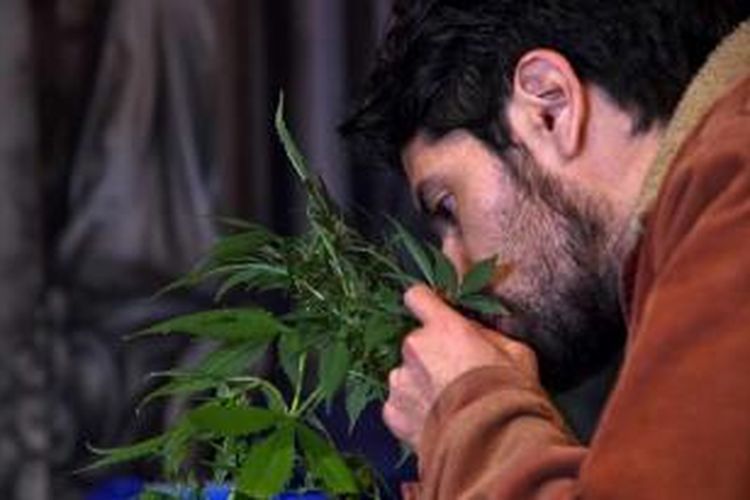 Mengisap Ganja sejak Remaja sampai Tua, kok Baik-baik Saja