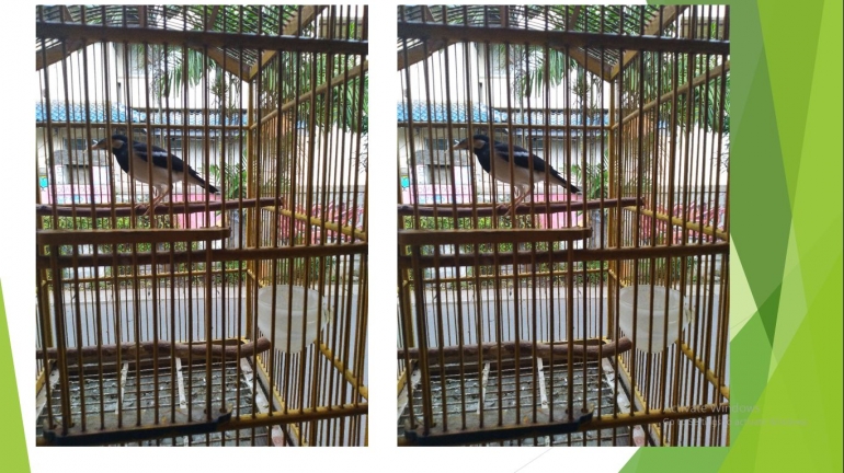 Fenomena Burung Laki laki 2 Halaman 1 Kompasiana com Fenomena Burung Laki laki 2 Halaman 1 Kompasiana com