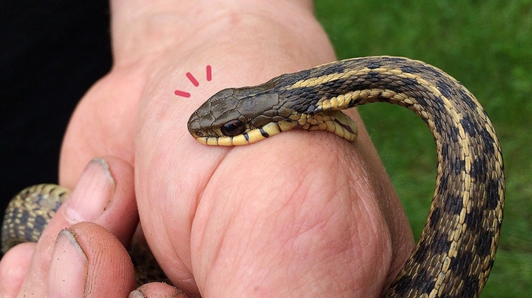 Cerpen | Aku Mimpi Digigit Ular Halaman 1 - Kompasiana.com