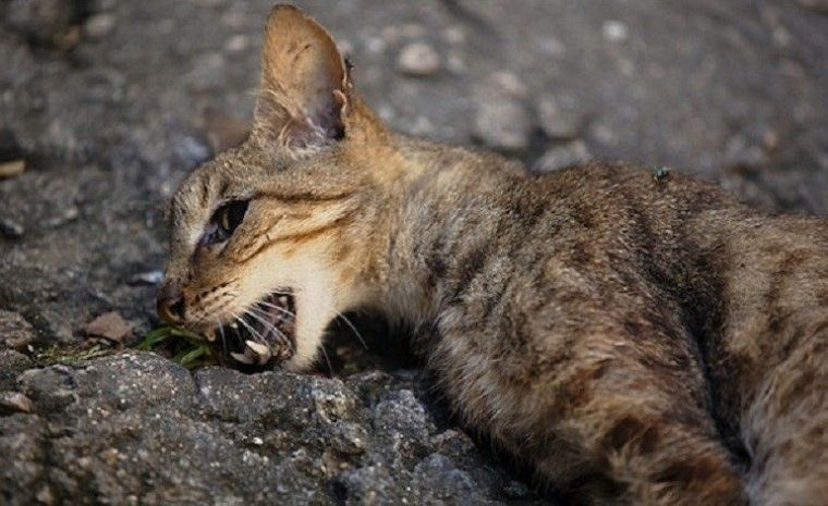 Pria Pukul Kucing Sampai Mati Kamu Hebat Gitu Halaman All Kompasiana Com