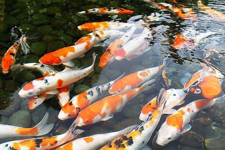 Cara Budidaya Ikan Mas Koi dan Peluangnya Kompasiana com Cara Budidaya Ikan Mas Koi dan Peluangnya Kompasiana com