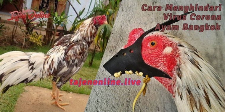 Cara Menghindari Virus Corona Untuk Ayam Bangkok Kompasiana Com