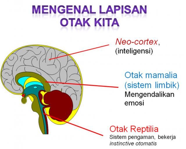 Mengenal Otak Manusia Halaman 3