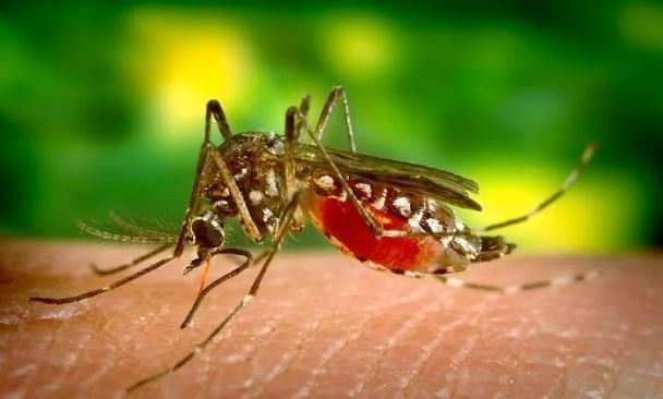 Kenali Gejala DBD dan Jangan Terlambat Menangani