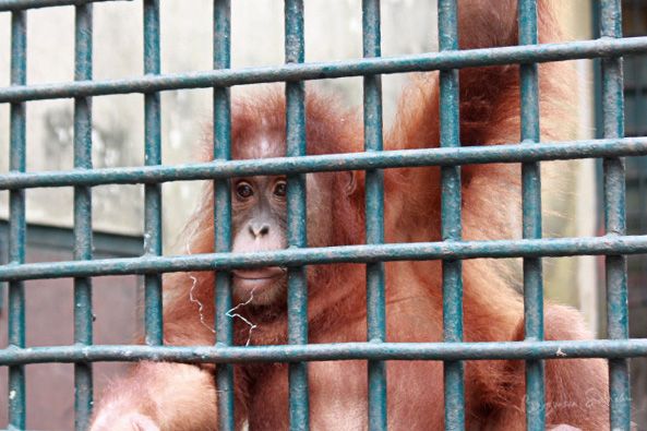 Covid-19 Lengkapi Kemalangan Satwa Liar