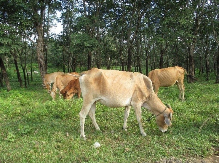 Potensi Sapi Pasundan sebagai SDGT Jawa Barat Halaman 1 - Kompasiana.com