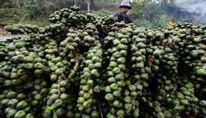 Kolang Kaling dari Pohon Aren yang Banyak Gunanya