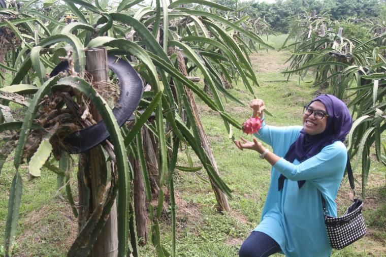 Buah Naga, Si "Buah Lokal" Batam untuk Berbuka Puasa