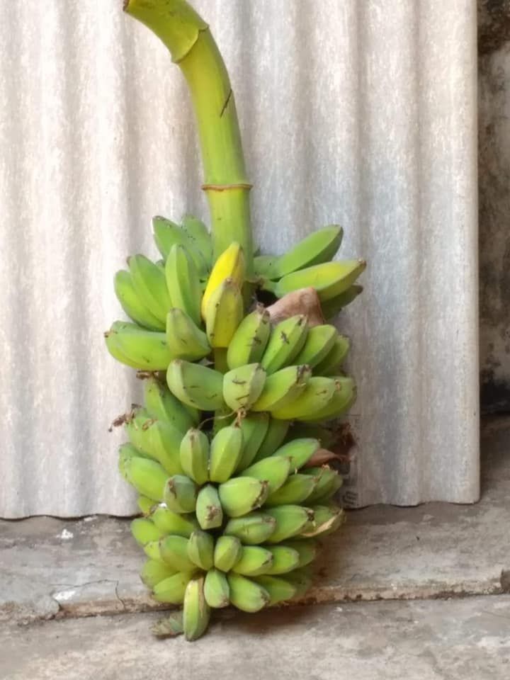 Sukun, Yes! Pisang Juga Oke!