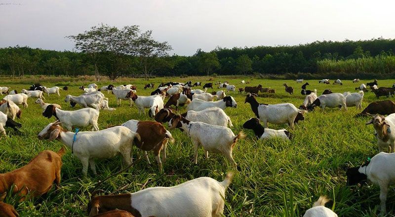 Berebut Keadilan dengan Kambing! oleh Kartika Eka H - Kompasiana.com