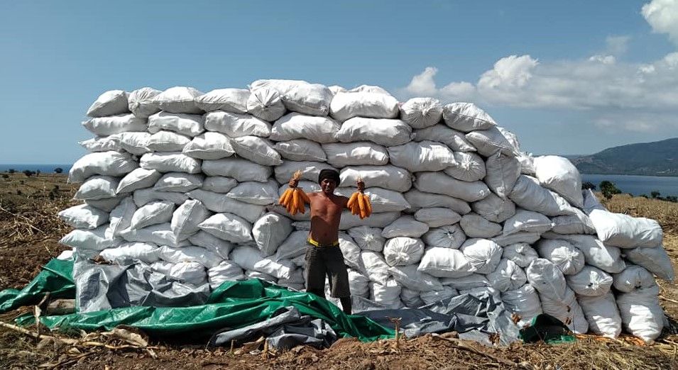 Bersabar dalam Menghadapi Cobaan, Kunci Sukses bagi Petani Jagung Pulau Sumbawa