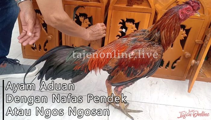 Mengatasi Ayam Aduan Nafas Pendek atau Ngos-ngosan