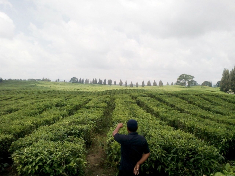 Kebun Teh Sidamanik, Wisata Asri di Sumatera Utara