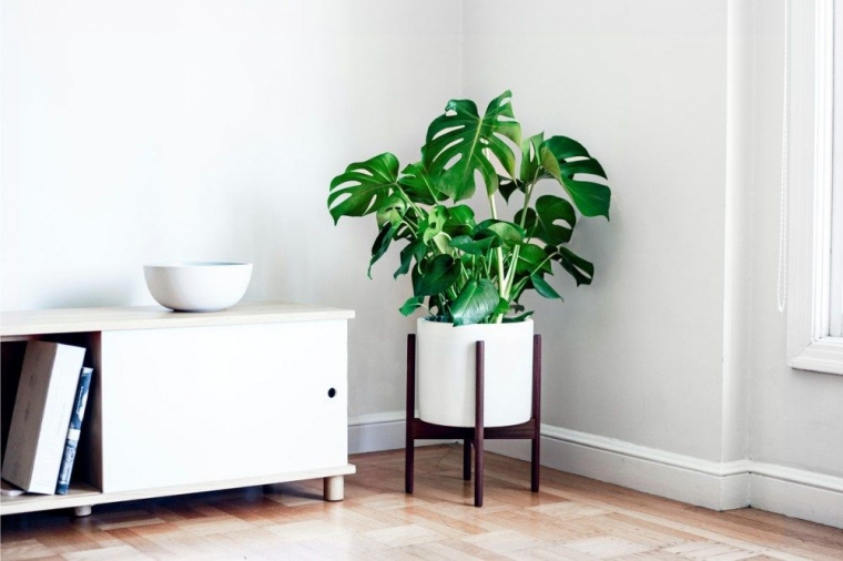 Monstera Monster Atau Bukan Ya Kompasiana Com Monstera Monster Atau Bukan Ya Kompasiana Com