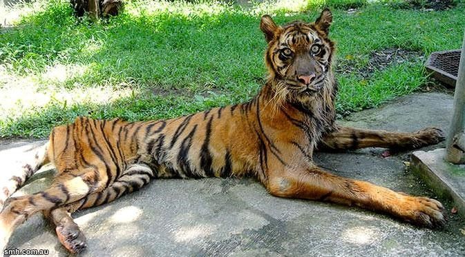 Melihat Kebun Binatang dari Kacamata para Penghuninya