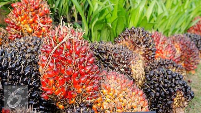 Pencuri 3 Tandan Kelapa  Sawit Hukuman Penjara dan  Pencuri 3 Tandan Kelapa  Sawit Hukuman Penjara dan