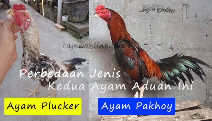 Perbedaan Jenis Ayam Plucker dan Ayam Pakhoy - Kompasiana.com