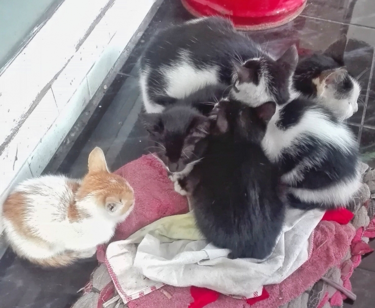 Tolong Jangan Pisahkan Anak Kucing dari Induknya Halaman Tolong Jangan Pisahkan Anak Kucing dari Induknya Halaman