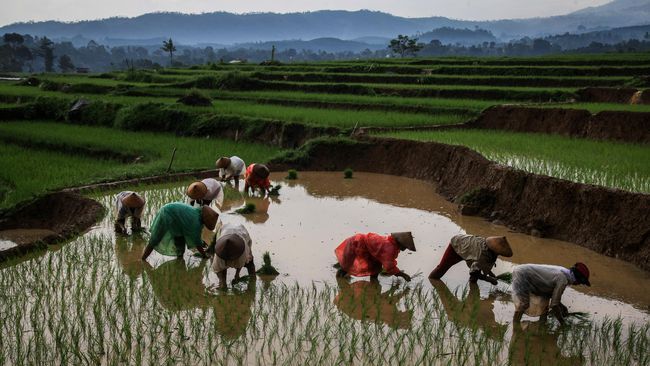 Padi sebagai Komoditas Utama Desa Sikabau