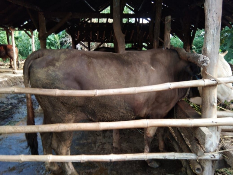 Warga Mulai Bayar Uang Muka untuk Kurban Sapi - Kompasiana.com