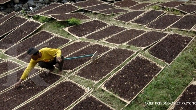 3 Kecamatan Ini Menjadi Sentra Penghasil Cengkeh di Mabar