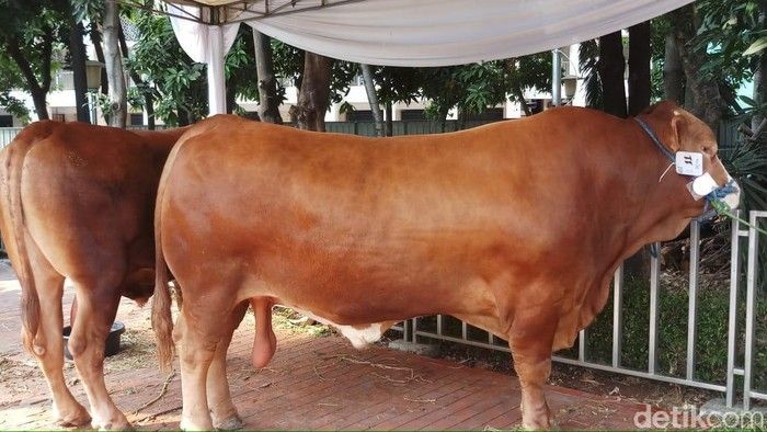 Sapi Wajib Swab Menjelang Idul Adha, Apakah Memang Sesuai Protokol