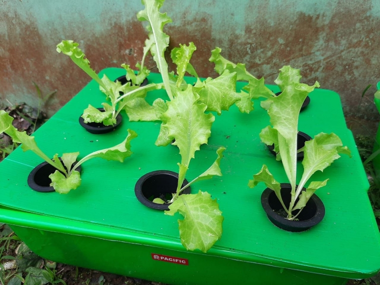 Pin Oleh Lala Tambunan Di Gardens Hidroponik Tanaman Kangkung