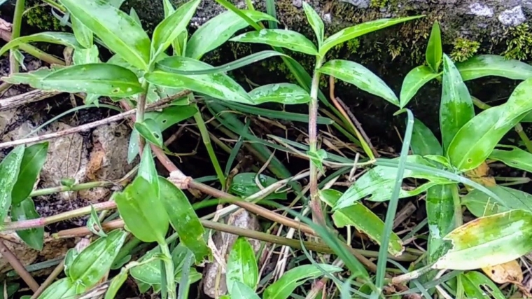 Rumput  Aur aur Berkhasiat Obat Kompasiana com  Rumput  Aur aur Berkhasiat Obat Kompasiana com