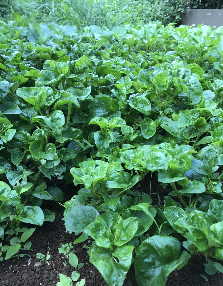 Ini Dia Gambar Tanaman Bayam yang Wajib Diketahui