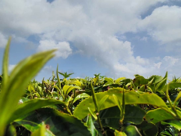 Sehelai Daun Daun Sehelai Kompasiana com Sehelai Daun Daun Sehelai Kompasiana com