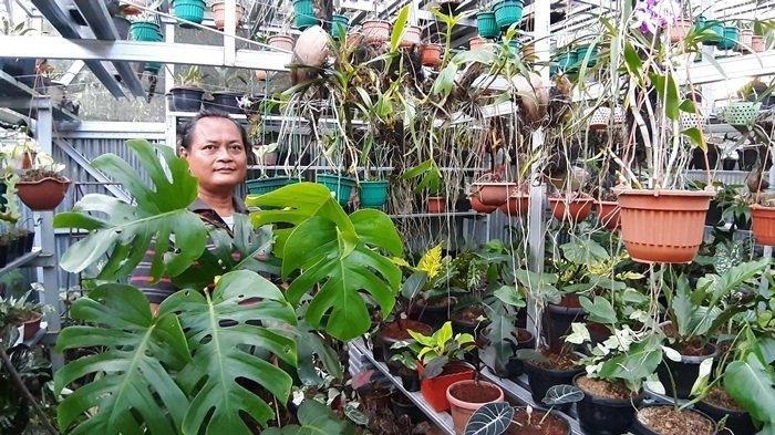 Janda Bolong Tanaman Hias Yang Harganya Melampaui Seli Brompton Dan Tarif Prostitusi Online Halaman All Kompasiana Com