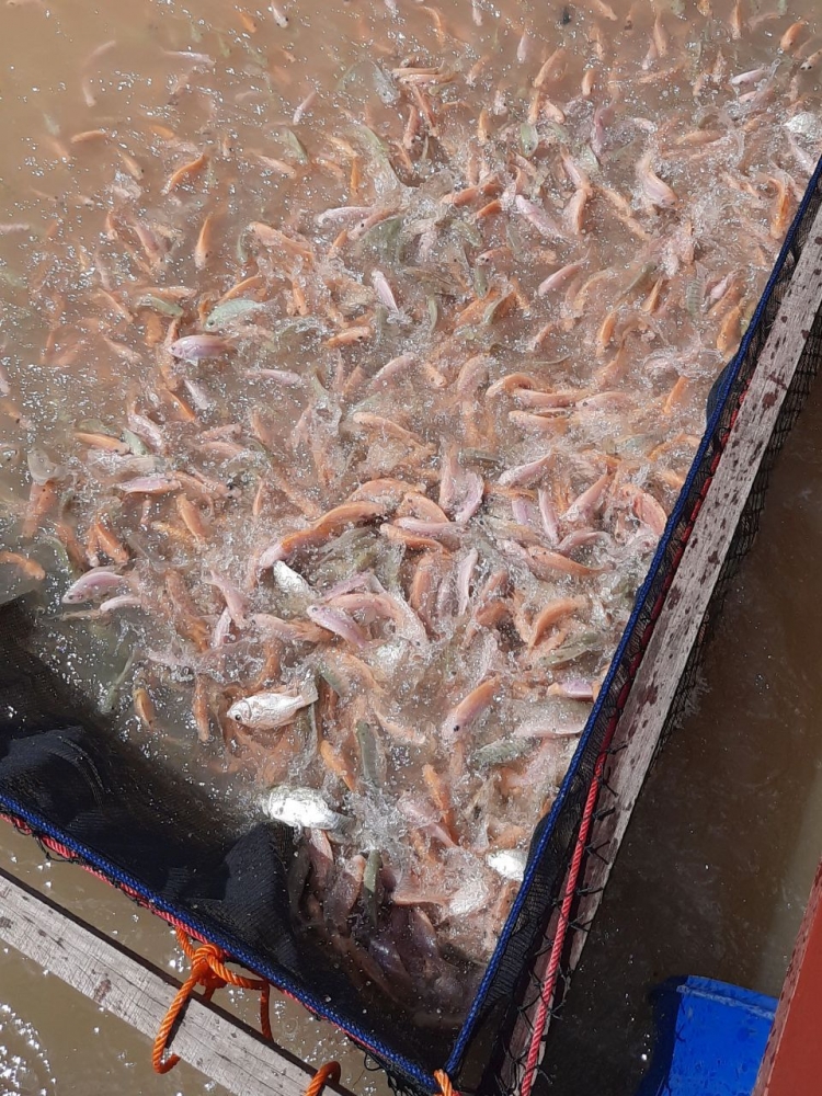 Sistem Pengelolaan Dan Manajemen Pemasaran Ikan Nila Jambi Halaman All Kompasiana Com