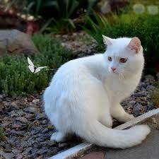 Gadis Kecil Kupu Kupu Dan Kucing Putih Kompasiana Com