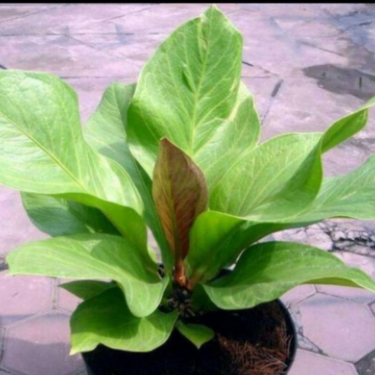 Mengenal 15 Daun yang Menyegarkan Hidup Halaman 1 Mengenal 15 Daun yang Menyegarkan Hidup Halaman 1