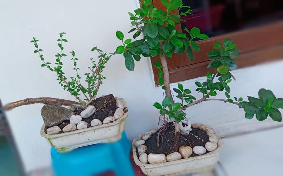 23+ Cara Membuat Bonsai Beringin Di Atas Batu
