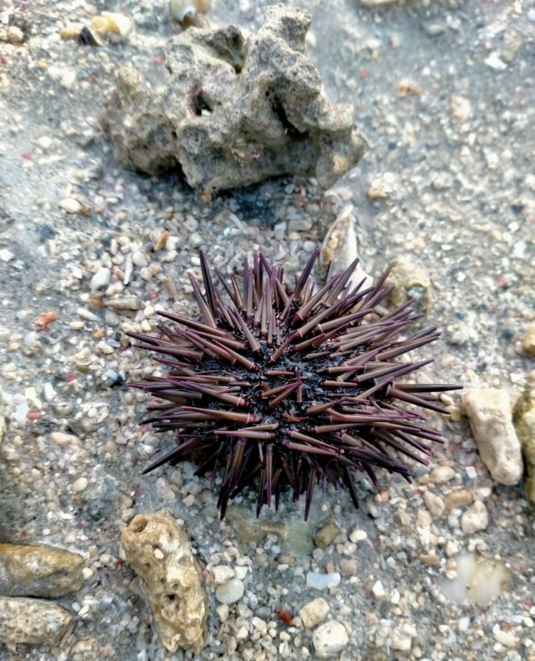 Mengobservasi Bulu Babi di Taman Nasional Bali Barat Mengobservasi Bulu Babi di Taman Nasional Bali Barat