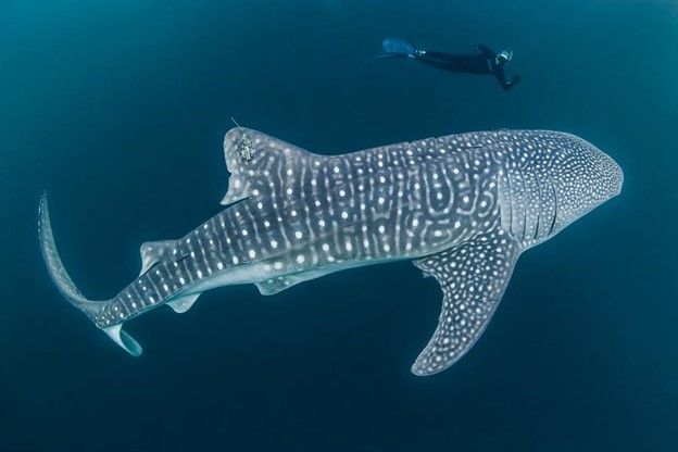 Mengenal Biota Laut: Hiu Paus (Rhincodon typus) - Kompasiana.com