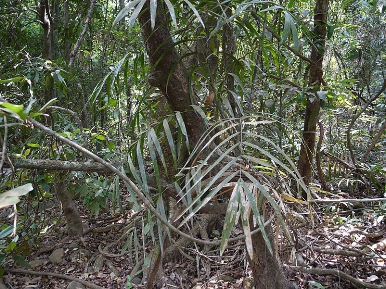 Bioteknologi Tanaman Rotan Calamus thwaitesii i Bioteknologi Tanaman Rotan Calamus thwaitesii i