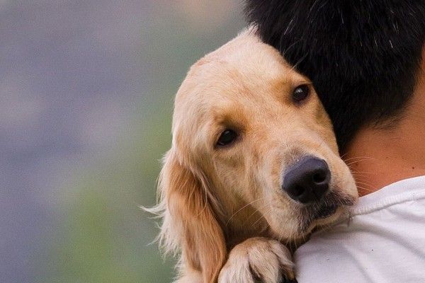 Hukum dan Alasan Penjual Makanan Memakai Daging Anjing Halaman 1