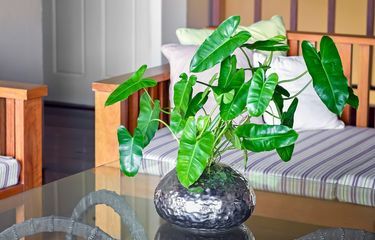 Tanaman Hias 2022 Philodendron Seharga Jutaan Halaman 1 Tanaman Hias 2022 Philodendron Seharga Jutaan Halaman 1