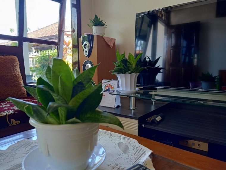 Tanaman Hias 2022 Sansevieria Pencegah Polusi Penghasil Tanaman Hias 2022 Sansevieria Pencegah Polusi Penghasil