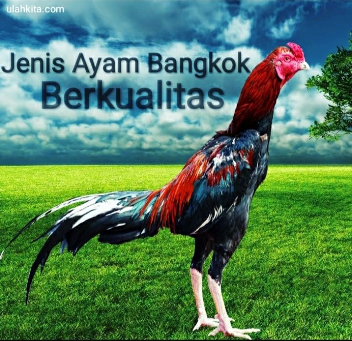 Jenis Ayam Bangkok, Jenis Ayam Aduan Super Yang Paling Banyak Dicari